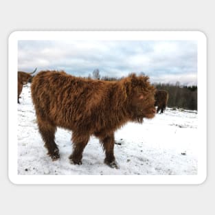 Scottish Highland Cattle Calf 1610 Sticker